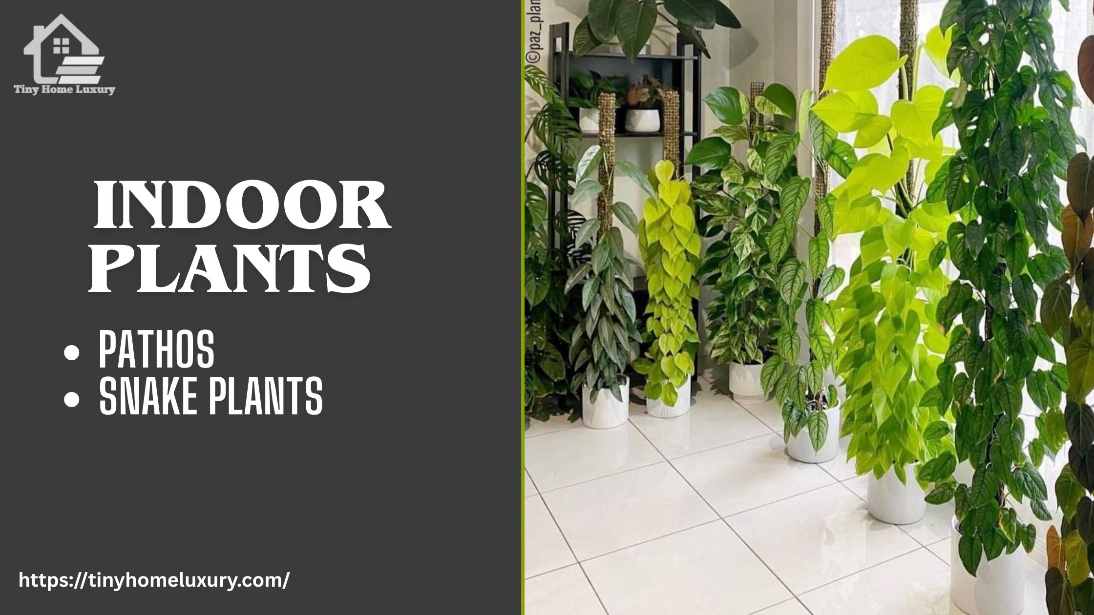 Indoor Plants